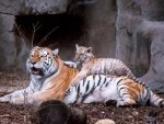 Tiger and cub