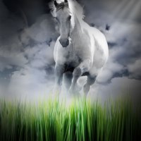 White Beauty Among The Grass