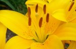 Yellow Lily