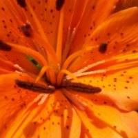 Orange Dream Lily
