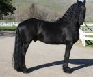 Friesian Stallion