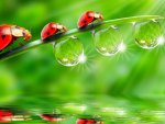 Ladybugs