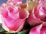 Pink roses