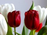 TULIPS in RED n WHITE