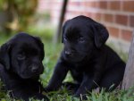 Labrador puppies