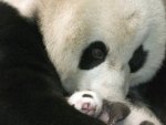 panda and baby