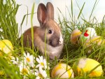 Easter Bunny