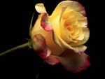 Beautyful Yellow Rose