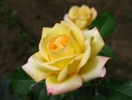 Beautiful_yellow_rose