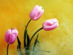 Pink Tulips