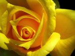 Pretty yellow rose