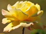 Yellow Rose