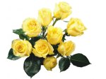 Yellow Roses