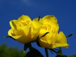 Yellow Roses