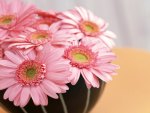 Beautiful Pink Gerberas