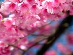 Beautiful pink blossoms