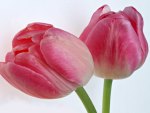 Beautiful Tulips