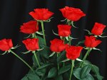 Beautiful Red Roses