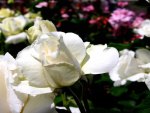 Beautiful White Roses
