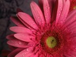 Gerbera with water drops