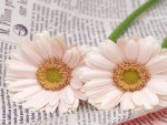 Gerberas on Newspaper