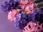 Hyacinths
