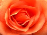 Orange Rose
