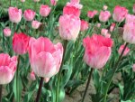 Pink Tulips