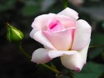 pink white rose