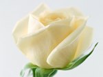 Pretty White Rose
