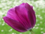 Purple Tulip Against Meadow
