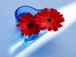 Red Gerberas in blue vase