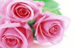 Three Pink Roses