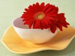 Red Gerberas In White Bowl