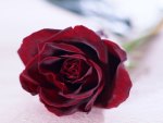 Red Velvet Rose