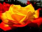 Red Yellow Rose