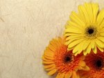 yellow and orange Gerberas