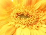Yellow Gerbera