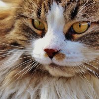 Norwegian Forest Cat