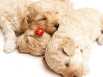 ~Cute Sleeping Puppies!