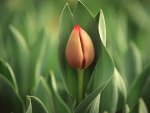 Tulpen