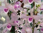Pink heart-shaped orchids