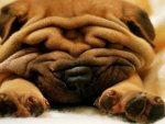 All Wrinkles
