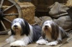 Bearded Collie