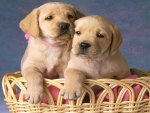 Two cute puppes in basket