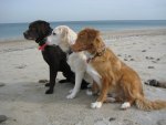 Three Dogs On Beach