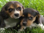 Beagle puppies