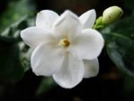 Jasmin flower