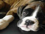Boxer dog puppy closeup