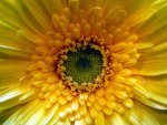 Gerbera daisy